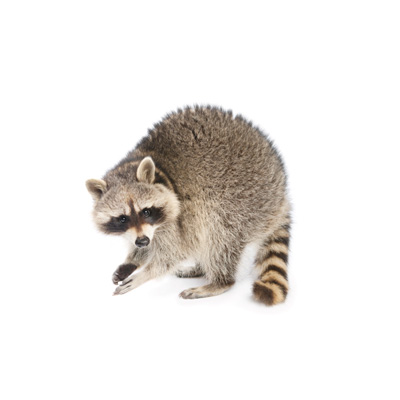 image of Raccoon Picture for Identification Purposes
